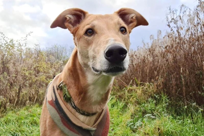 Jake is a very handsome six year old Lurcher. He is one of life's worriers though. He can be shy when he first meets you, but he's easily won over if you've got a few treats in your pocket! Once he knows you he is the softest lad you could meet. He just loves cuddling up with you and is so affectionate. He likes his walks and he also loves lounging on a sofa, a good walk somewhere quiet will keep him happy. He's manageable around other dogs but he doesn't like them in his personal space however he is happy to wear a muzzle out and about. Jake doesn't like being left on his own so he'll need his owners around all the time initially. He'll need to be the only pet in an adult only home where there will be no visiting children at all. He'll also need a good sized secure garden. Most importantly though, he needs owners who will share their sofa with him and who enjoy LOTS of cuddles! Jake will need multiple visits to get to know him before he is ready to fly the nest.