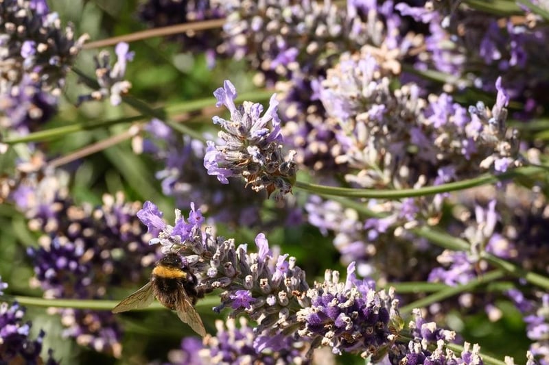 Pollinator-friendly and low maintenance, lavender makes the perfect plant for newbie gardeners who want to inject both colour and fragrance into their garden.
And best of all, they’re safe for your four-legged friend. Hardy lavenders can withstand temperatures as low as -15°C – ideal for when winter arrives. But you’ll need your lavender to be established before the cold descends, so avoid planting during colder seasons.