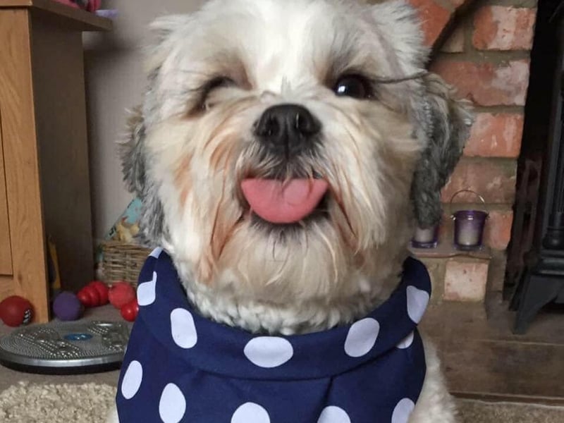 Alfie submitted by Jill Bradshaw.