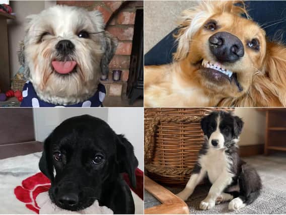 Here is a selection of your pooch pics!