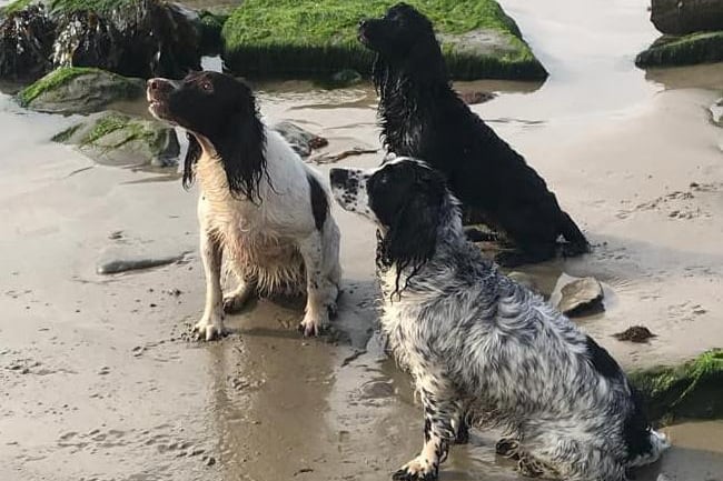 Meg, Mable and Mia - sent in by Carol Harper.