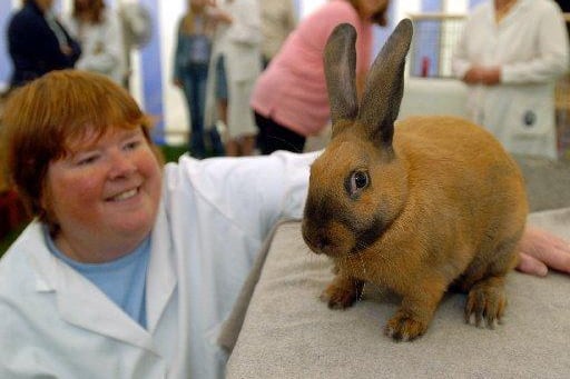Yorkshire Country Show at Nostell Priory near Wakefield....Karen Malcolm a member of the Pontefract and District Rabbit Club a Thuringer rabbit.