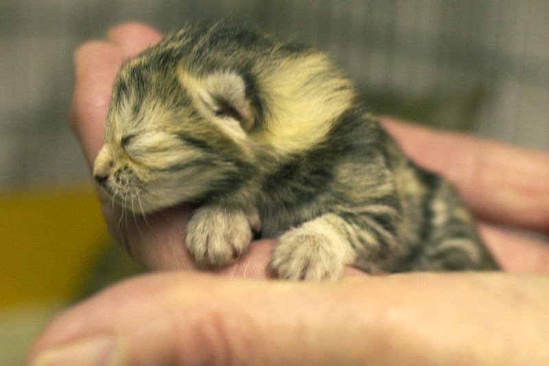 The new born kitten was found abandoned outside the Cats Protection League shelter in Bramley.