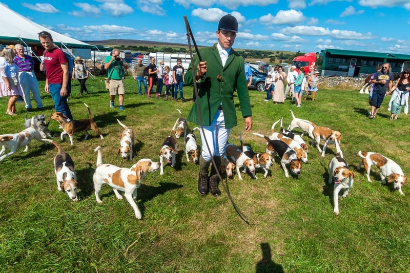 Joint master of the Catterick Beagles Phil Sever with his hounds