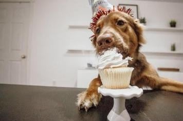 Birthday cake is arguably the most important tradition for any birthday party. To ensure your K9s can join in on the fun we have the ultimate recipe for dog-friendly peanut butter cupcakes for your pampered pooch. You can make dog-friendly peanut butter cupcakes at home, just make sure the peanut butter does not include ‘xylitol’. 
‘Paw-fect’ Peanut butter Cupcakes: 3/4 cup flour, 1/2 teaspoon baking soda, 1/4 teaspoon baking powder, 1 large egg, 2 tablespoons peanut butter, 2 tablespoons oil, 2 tablespoons honey.