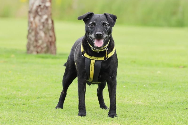 Don't let Billy's age fool you- even at 11 years old this bouncy pup will be running circles around you in no time! A gorgeous Patterdale Terrier, he enjoys the company of people and likes playing with his toys all day long. Billy doesn't like to be left alone much, so his owners would need to be by his side most of the time. He's more than happy to be rehomed with children over 12, and as long as he's given his space he's a warm, cuddly boy with plenty of energy.