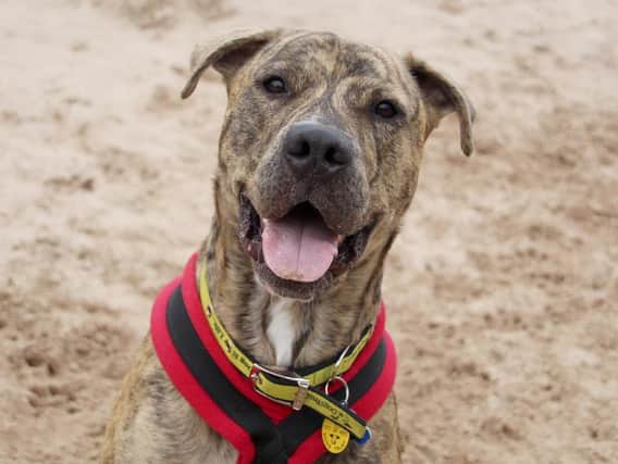 Meet some of the gorgeous dogs up for adoption at Dogs Trust Leeds.