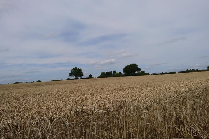 Wheat fields in Calcutt, taken by Carol Cain, from Harrogate.