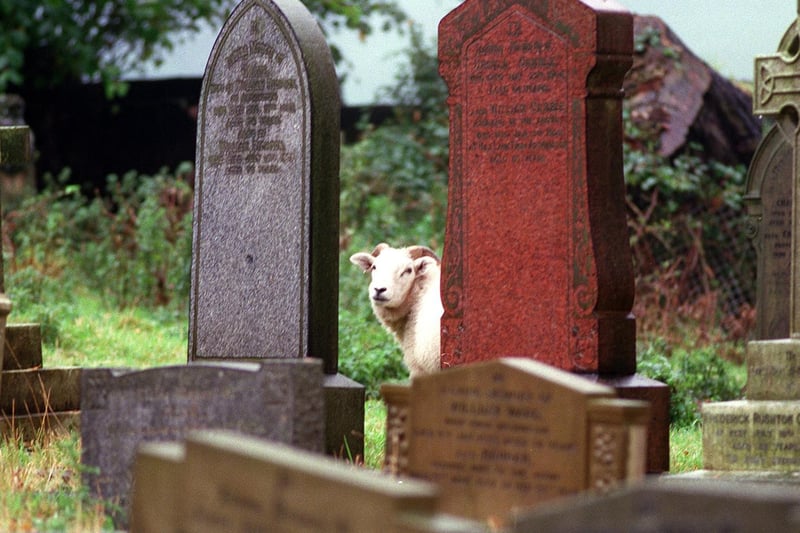 Sheep were brought in to keep the graveyard grass at Arthington Parish Church in order.