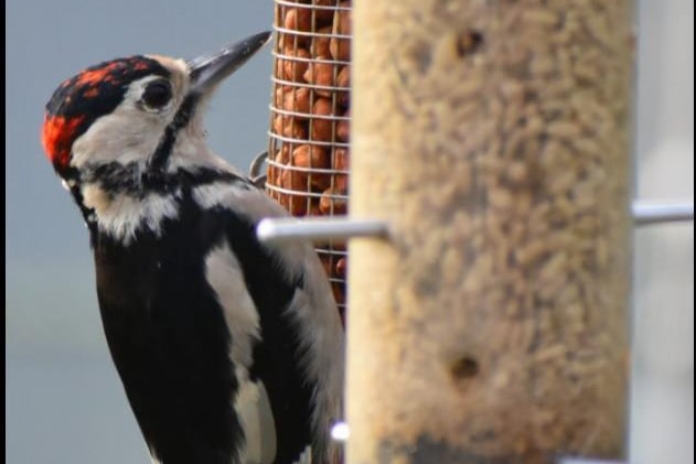 Dean Ward shared his photo of a Woodpecker on the bird feeder.