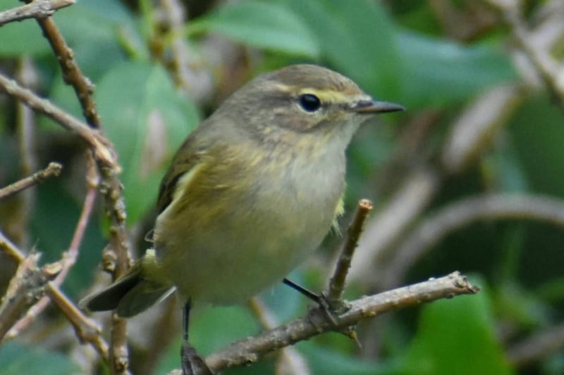Dean Ward shared this photo of a Chiffchaff in the garden.