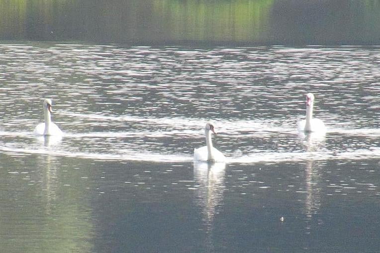 Sarah Moo Horncastle shared her photo of swans at Horbury Lagoon.