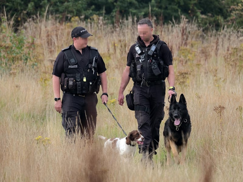 Police dogs and their handlers search the scene.