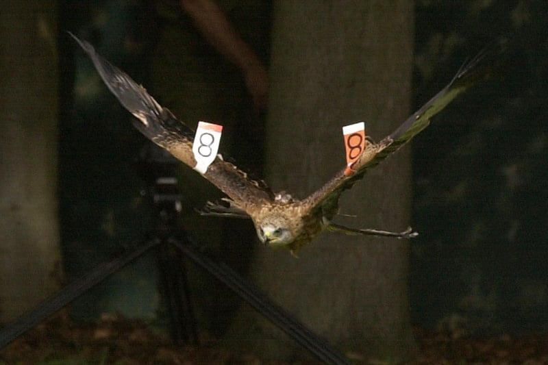 July 2002 and pictured is one of four Red Kites being released onto the Harewood House estate.