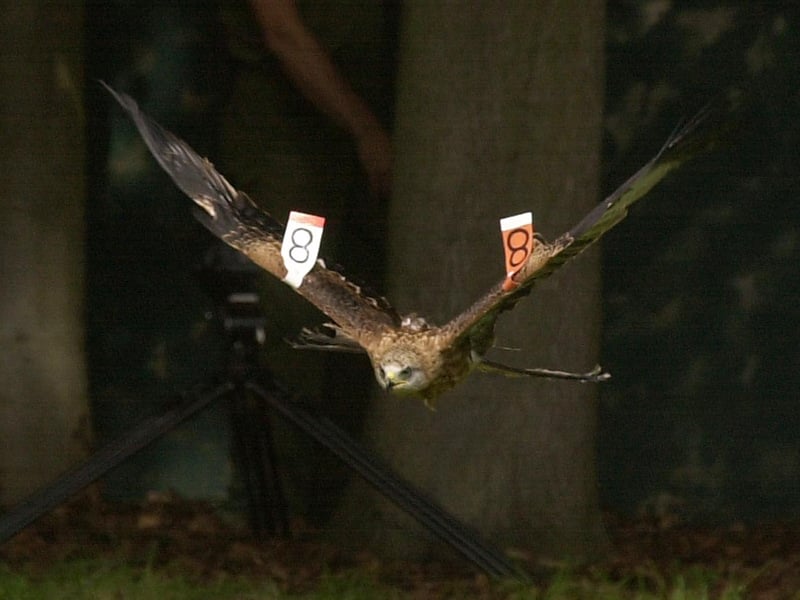 July 2002 and pictured is one of four Red Kites being released onto the Harewood House estate.