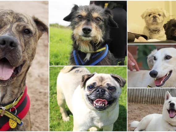 There are currently 23 dogs looking for a home, can you help?