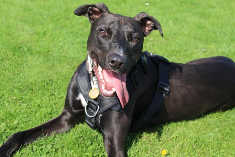Beau is a very bubbly 1 year old Lurcher who has had quite an unsettled start to life. He is super friendly and loves people and dogs alike. He is very playful with other dogs and can sometimes be bit forward which some dogs might not appreciate. He would really benefit from owners who will continue his training at home as he is making great progress. He loves his food so training will be pretty easy with him! He is full of energy but due to having bowed legs he can't manage long days on the hills, but he does enjoy gentle walks. Beau needs patient and dedicated owners who will understand his need to train. He's a smart lad and full of enthusiasm so working with him will be lots of fun. He could potentially share his home with another playful dog who could be a good role model for him and children over 16 will be fine too. A fully secure garden with high fence is a must for off-lead zoomies. He'll need someone around all the time initially as he doesn't like to be left alone.