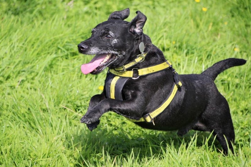 Billy is an energetic little lad who at 11 years old still enjoys his walks or playing with his toys. He likes the company of people and knowing they are around. Billy is looking for a home where his owners are around all of the time. He will need a longer settling in period until he feels comfortable. Owners with experience of the Patterdale breed would be ideal and also willing to help Billy with some basic training. He will need to be walked in quieter dog populated areas but he is friendly with dogs once he has settled in. Billy is an active boy and loves his walks, he will also need a secure garden where he can burn off some energy. Billy is friendly with people and could live with sensible children over the age of 12 years.