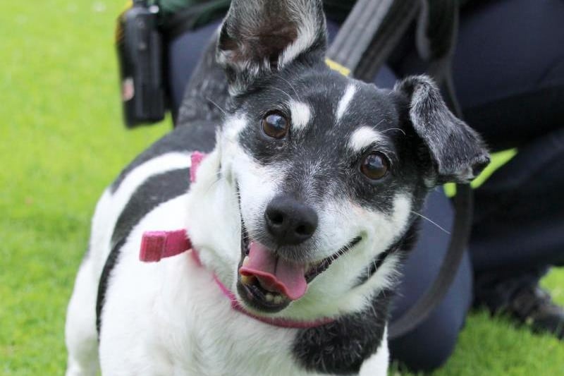 Mandy is a GOLDEN oldie! She may be 14 years old, but she clearly hasn't received that memo! She's still as bubbly as ever and thoroughly enjoys her walkies. She's worried by other dogs and unfortunately will bark if she sees them, so she will need to be walked in quiet areas where she won't encounter many. She's really friendly with all her human friends and enjoys plenty of attention. She fully house trained and loves to play with her toys. She's just generally full of life. Mandy will need reasonably active owners who will enjoy taking her out for nice walks. She needs to be the only pet in a calm, adult only household. She'll need someone around all the time until she's completely settled and will need to sleep on the landing, so she knows her family are nearby. Experience of her breed will help you understand her sassy character! A secure garden would be perfect, so she has somewhere to play and explore.
