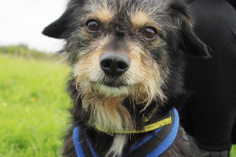 Sammy is eight years old and is absolutely adorable and has so much potential but is finding time in kennels quite stressful. Out of his kennel he is really affectionate once he knows you but may need a few visits from his new owners to start to build a bond before he goes home. Sammy loves to play and likes to make himself heard and he is great fun to be around and full of life. Sammy can live with sensible children over the age of 16 years. He would need to live as the only pet in the home and with owners that can be around for most of the day initially to help settle him in. Sammy can be quite vocal when he sees other dogs on walks and can be snappy if they get too close. We have started to muzzle train Sammy just as a precaution and his new owners should be able to continue this at home. Sammy would be best walked in quieter areas for now and would need an enclosed garden for some off lead play time.