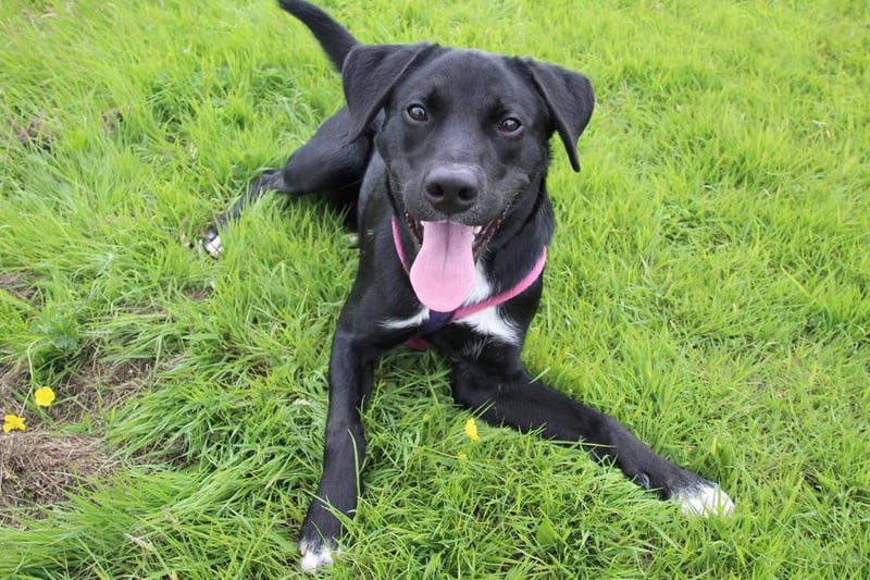 Jasper is a two year old Labrador Cross who is full of beans. He's a super lad who has lots of potential in experienced hands. Sadly his life has been very unsettled and he has been left feeling quite insecure. The training team have worked really hard to help build his confidence and he's now ready to continue his life in a forever home. He is still a bit of a work in progress so his owners must be willing to work with us and stick to his training plan, but in the right home we know he will do really well. He's very smart and willing to learn. Although he can't share his home with other pets he's very sociable with other dogs and enjoys having walking buddies at the centre. Jasper will need patient owners who are happy to take on a bit of a training project. He wont be able to be left alone until he's fully settled in his new home. He needs to be the only pet in a two-person adult only home. He loves his exercise so needs active owners who can safely handle him out and about as he's very strong on lead. He w