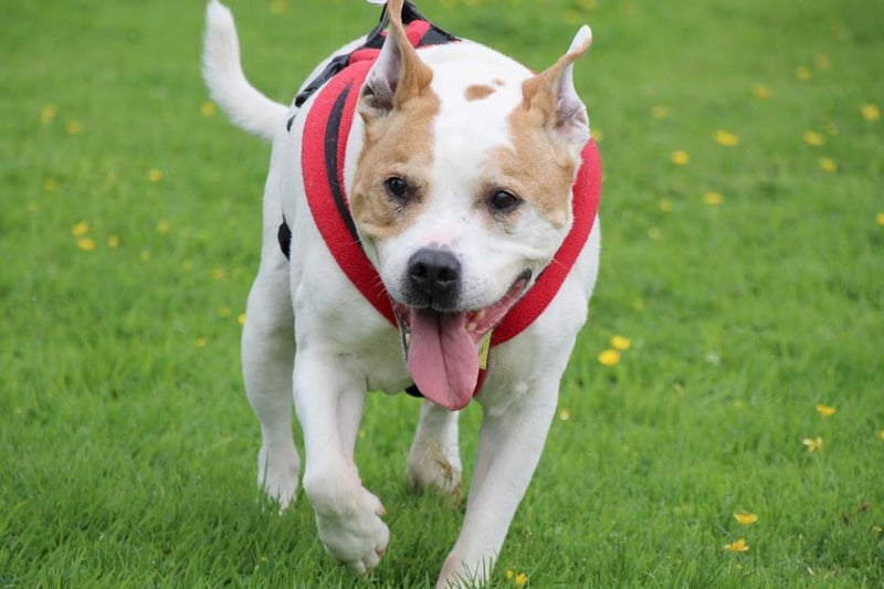 Kengo is a gorgeous 10 year old lad who is still very active despite his age and loves being out and about on his walks. He loves being around people and is friendly with everyone he meets. Kengo is looking for a home where his owners are around most of the time. Once he has settled into his new home he should be ok on his own for short periods but he also likes having people around. He is ok with dogs out and about but would need to be the only pet in the home. Kengo hasn't been around children but sensible teenagers should be ok. As long as Kengo has a sofa to snooze on and owners who can keep up with his walking he will be a happy boy.