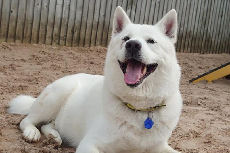 Winter is a superb looking 7 year old Akita. All his handlers adore him as he is a big fluffy cuddle monster. Winter can be a little aloof with strangers but once he has that special bond he will be a friend for life. Winter is manageable around dogs but would prefer quieter dog walking areas, he will also need to be the only pet in an adult only home. He is not demanding for exercise and would suit a less active household who have a large secure garden that he can potter round in to his hearts content. Winter requires ongoing medication for his legs which his new owner must factor in. He does get anxious when his owners are not around so cannot be left alone until he is fully settled in (this could take a while). Winter is a dream to walk and is very foody so be sure to bring some tasty treats along and Winter will be your soul mate ! Winter will need multiple visits to the centre and also several home visits to ensure we give him the tools for success. His new owners will need to live within an hour or so o