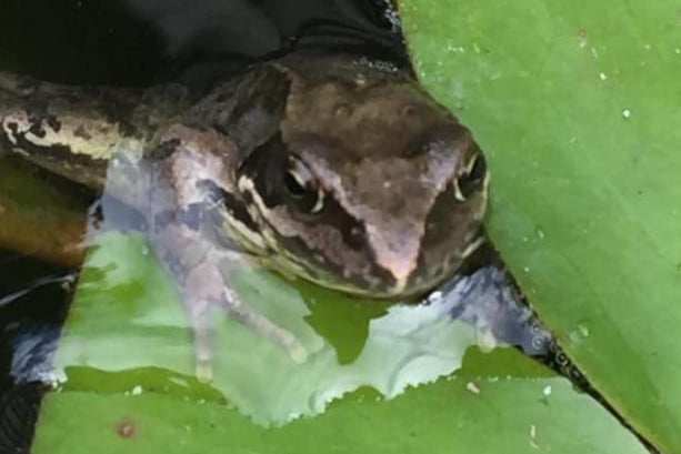 Margaret Blackman captured a frog enjoying a rest.