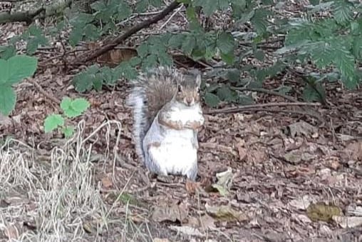 Donna Louise Johnson took this photo of a friendly squirrel at Newmillerdam.