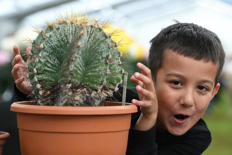 Leon Tanttari (aged 8) with a cactus