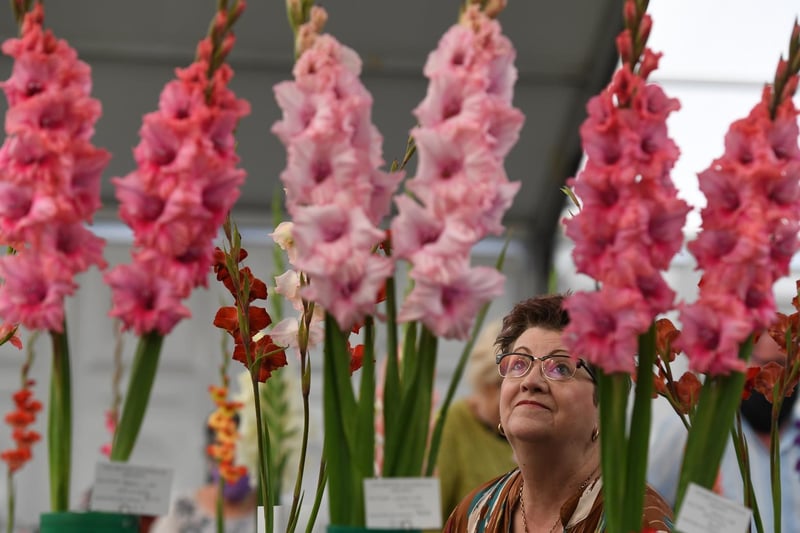 Angela Mclellan-Black viewing the Gladiolus on display