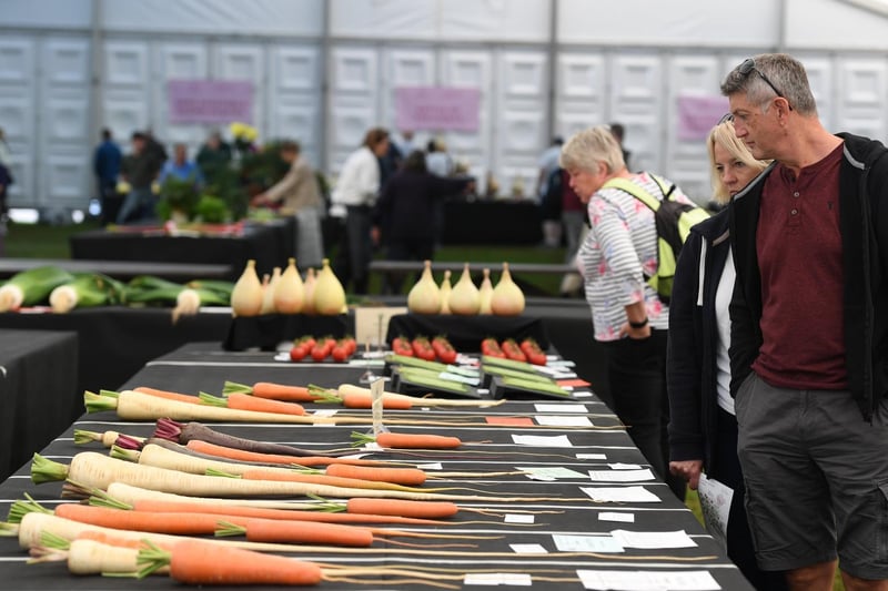 A number of giant vegetables on display