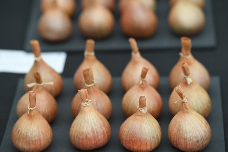 Shallots on display as part of the world-famous giant vegetable competition