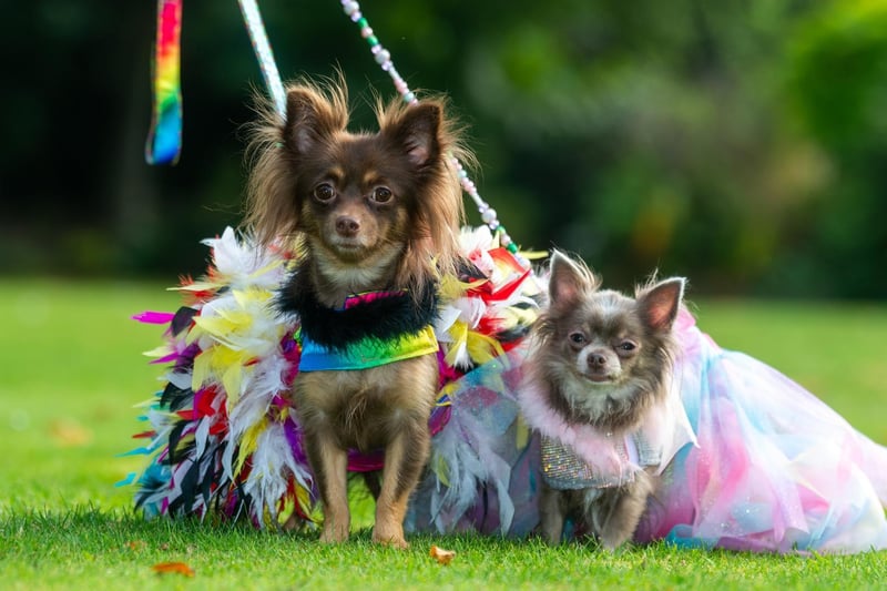 Pixie and Genevieve joined more than 60 pooches at the show