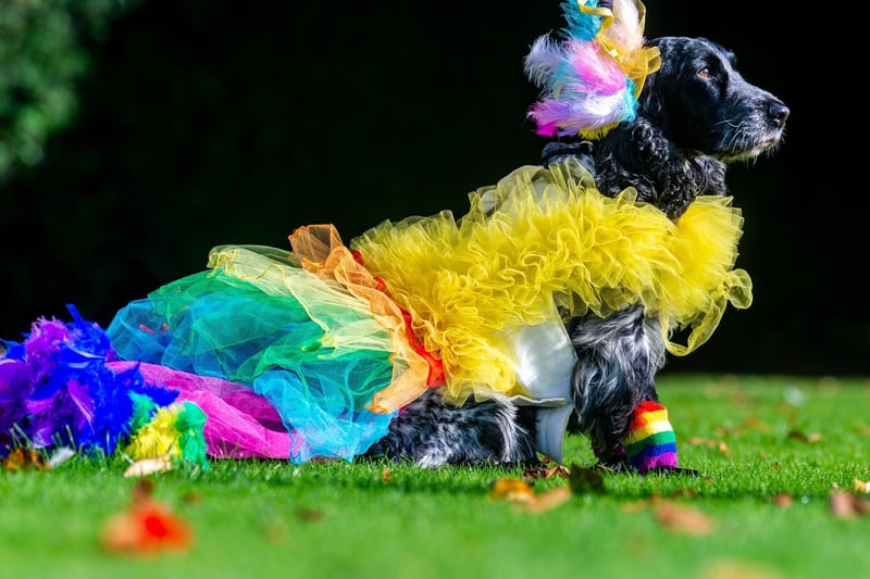 Mia, a six-year-old Cocker Spaniel, won the Best Queen competition