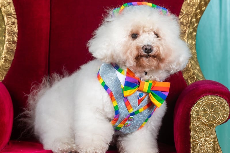 Ozzy, a Bichon Frise, taking part in the Best King competition