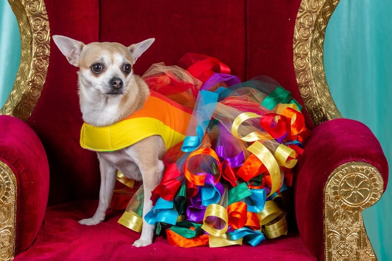 A Chihuahua named Willow competes for Best Queen