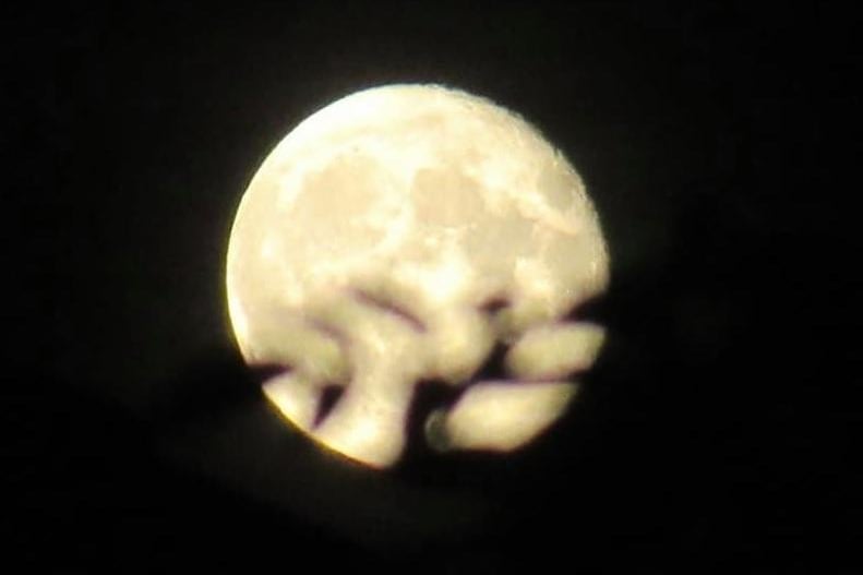 Sarah Moo Horncastle took this picture of the Moon from her garden.