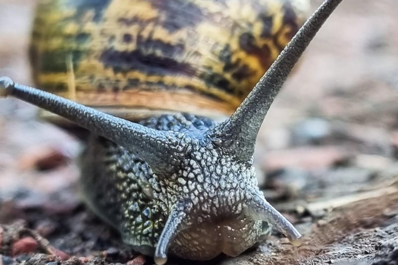 Sue Billcliffe's grumpy looking snail.