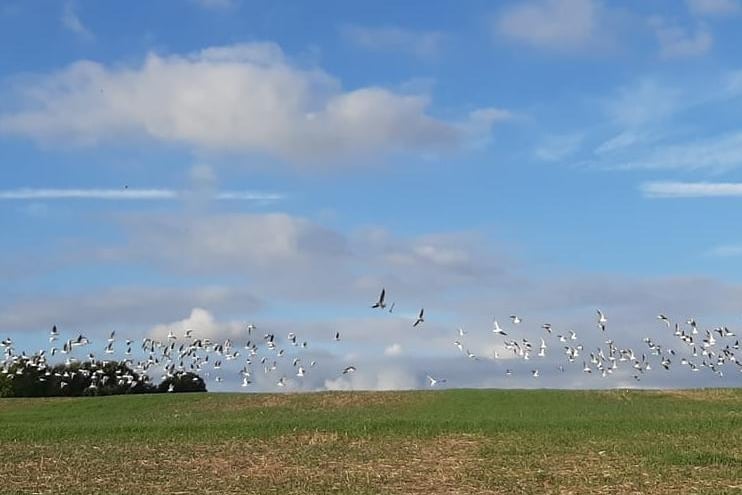 Donna Louise Johnson captured a flock of birds taking flight in Wintersett.