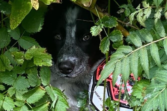 Marcus Stringfellow shared a photo of Woody hiding in the bushes.