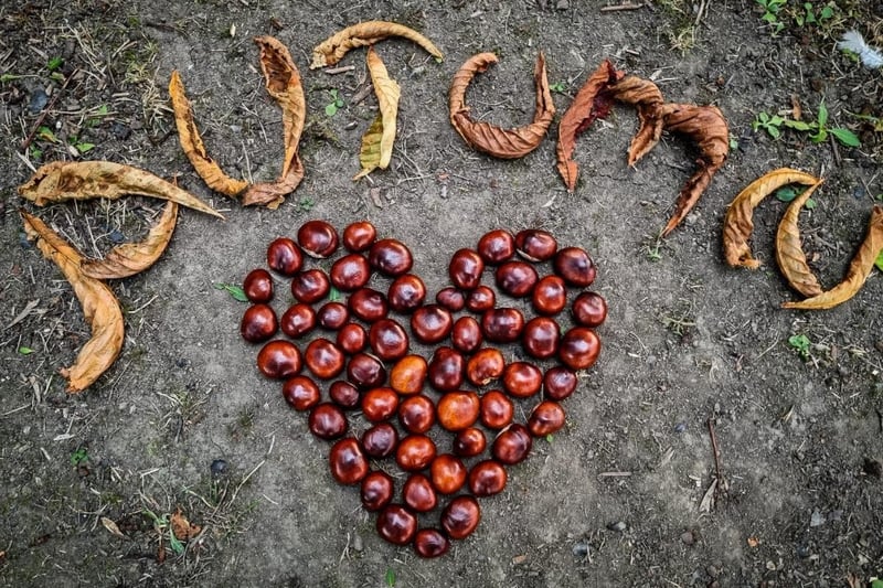 Sue Billcliffe's imaginative photo, celebrating the start of autumn with conkers.