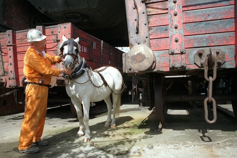 Ken Swaine a guide at the National Coal Mining Museum prepares retired pit pony Carl for the Museum's pit pony exhibition in August 1999.
