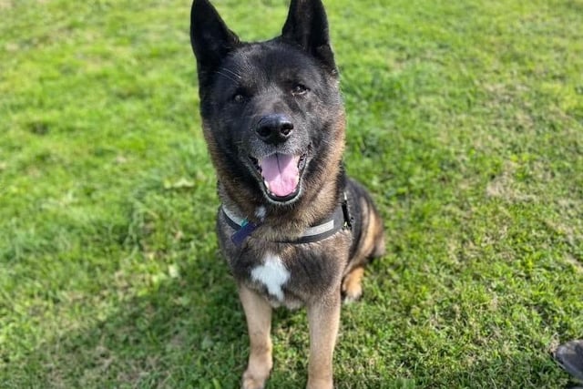 I am an older gent with youthful looks and charm, the team here absolutely adore me and give me plenty of attention! I am a big fluff ball that would love a pamper day at the salon! I love to have lots of fuss, plenty of playtime and long walks with my people. As a gentle giant, I am super affectionate, friendly-natured and love a good back scratch! I am great fun to be around and will definitely keep you entertained.