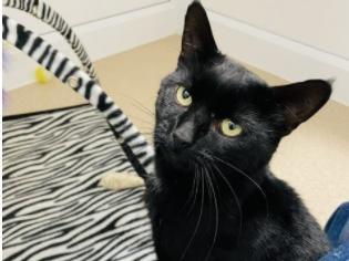 Hello there – I’m the very handsome Ramsey. I’m around 2 years old.  As you can see I have a beautiful black coat with little while flecks. I’m a lovely natured lad who loves nothing more than a cuddle on your lap. I’m very gentle for a big boy and nestle my head into you to let you know I’d like more attention.
I’m also a playful boy – my favourite toy is my straw and I love to sit on my play mat and catch the overhead toy mice.