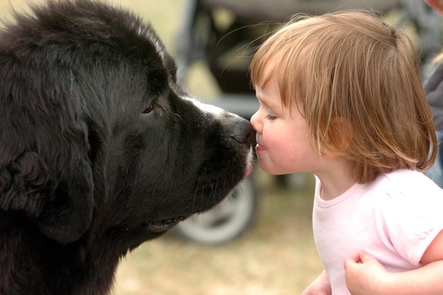 Young Edie Richardson gives 'Bon Jovi' a Newfoundland a kiss at Leeds Championship Dog Show held at Harewood House in July 2005.