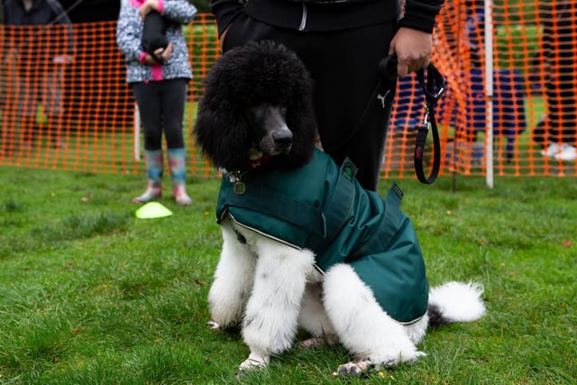 A rather damp day for Hebden's Happy Hounds, Hebden Royd Town Council's annual dog show
