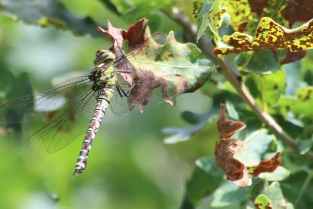 Alex Hirst took this photo of a dragonfly at Fairburn Ings.