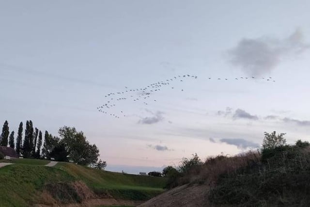 Jude Fitzgerald had her camera ready to capture geese flying over Sandal Castle.