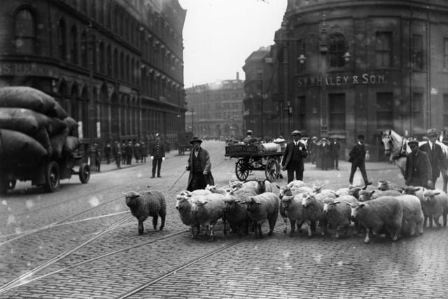 A herd of sheep in Leeds Road in July 1921.